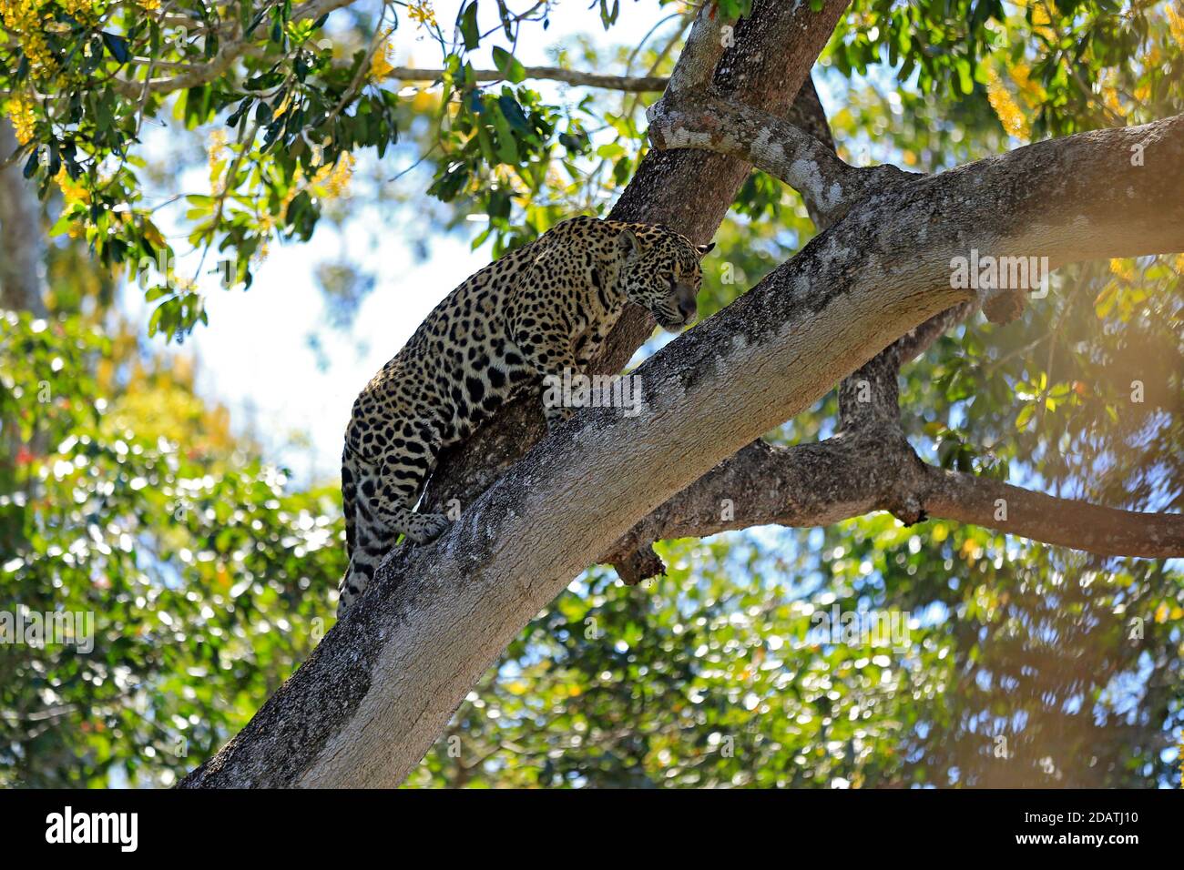Jaguar In A Tree