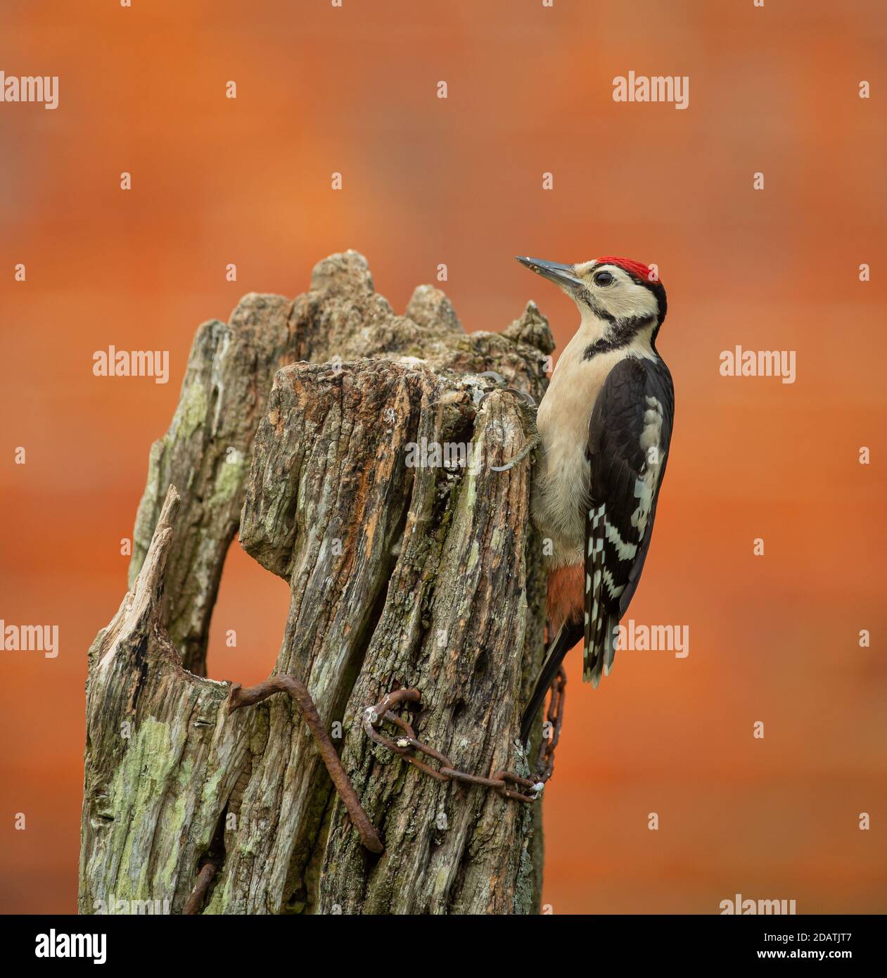 A Great Spotted Woodpecker searches for insects in an old wooden fence post on the farm. Stock Photo