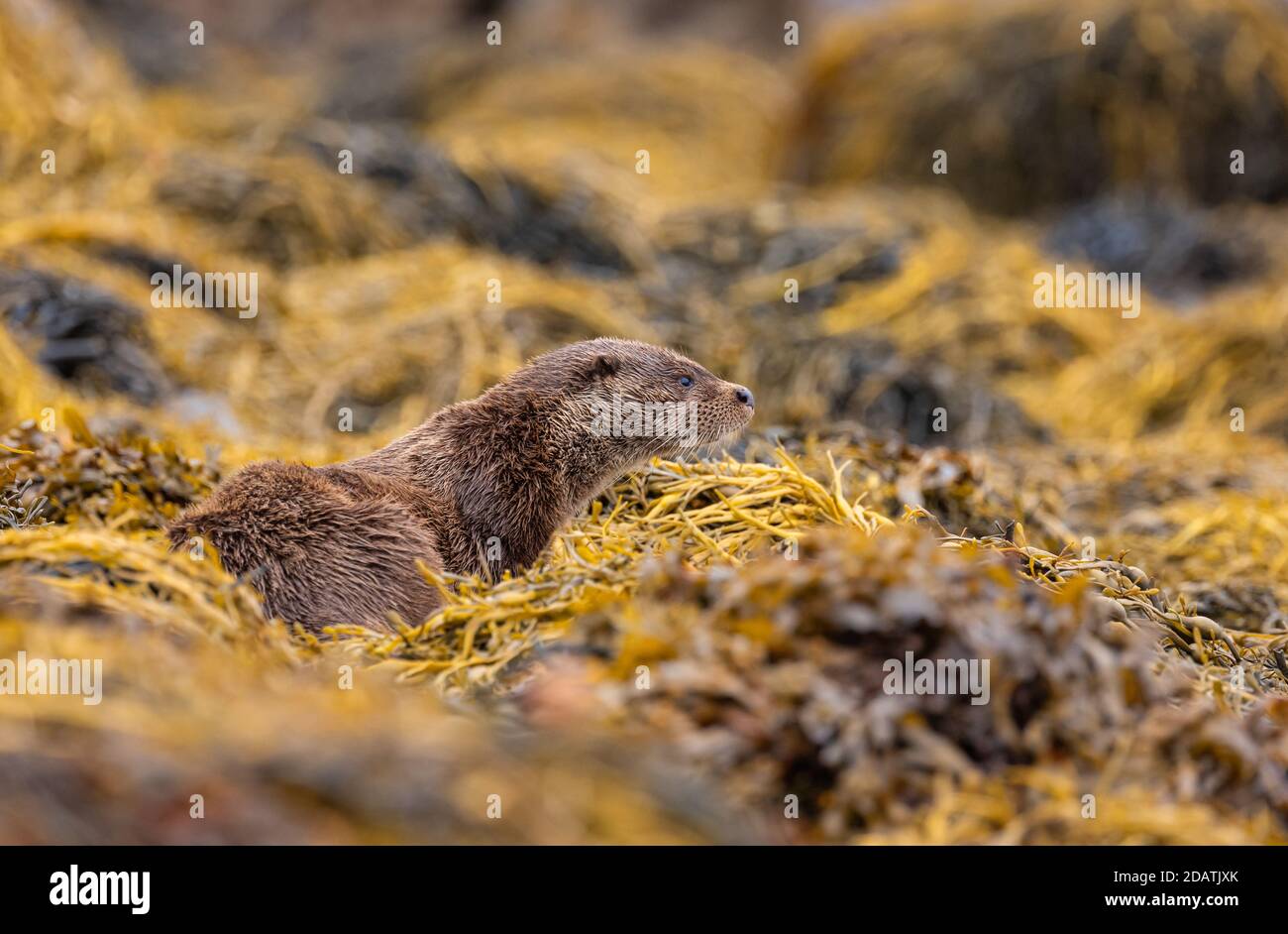 Wild Male Otter in the Inner Hebrides, Scotland, foraging the shoreline of a Loch Stock Photo