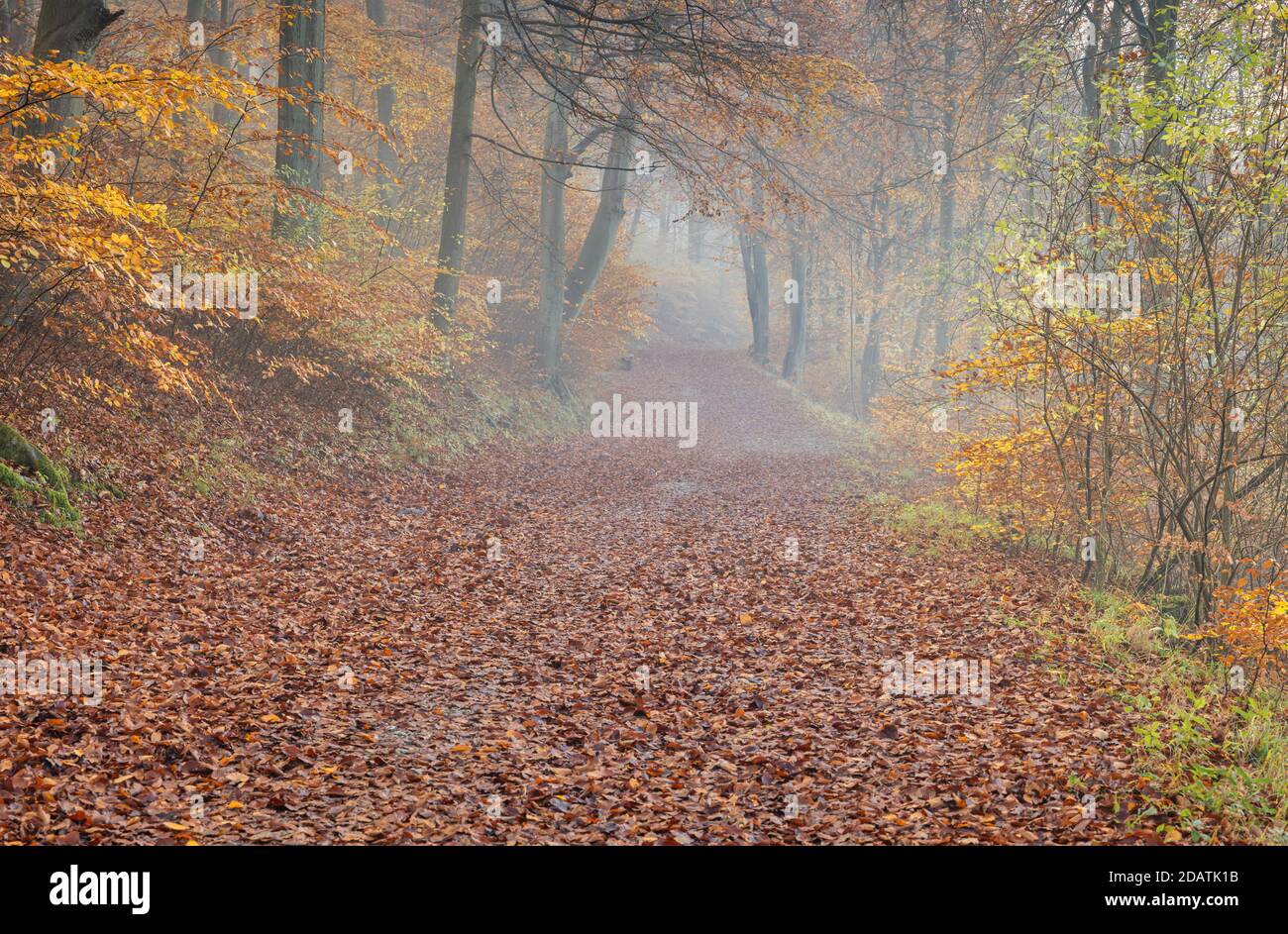 Wendover Woods on a misty November morning. UK Stock Photo