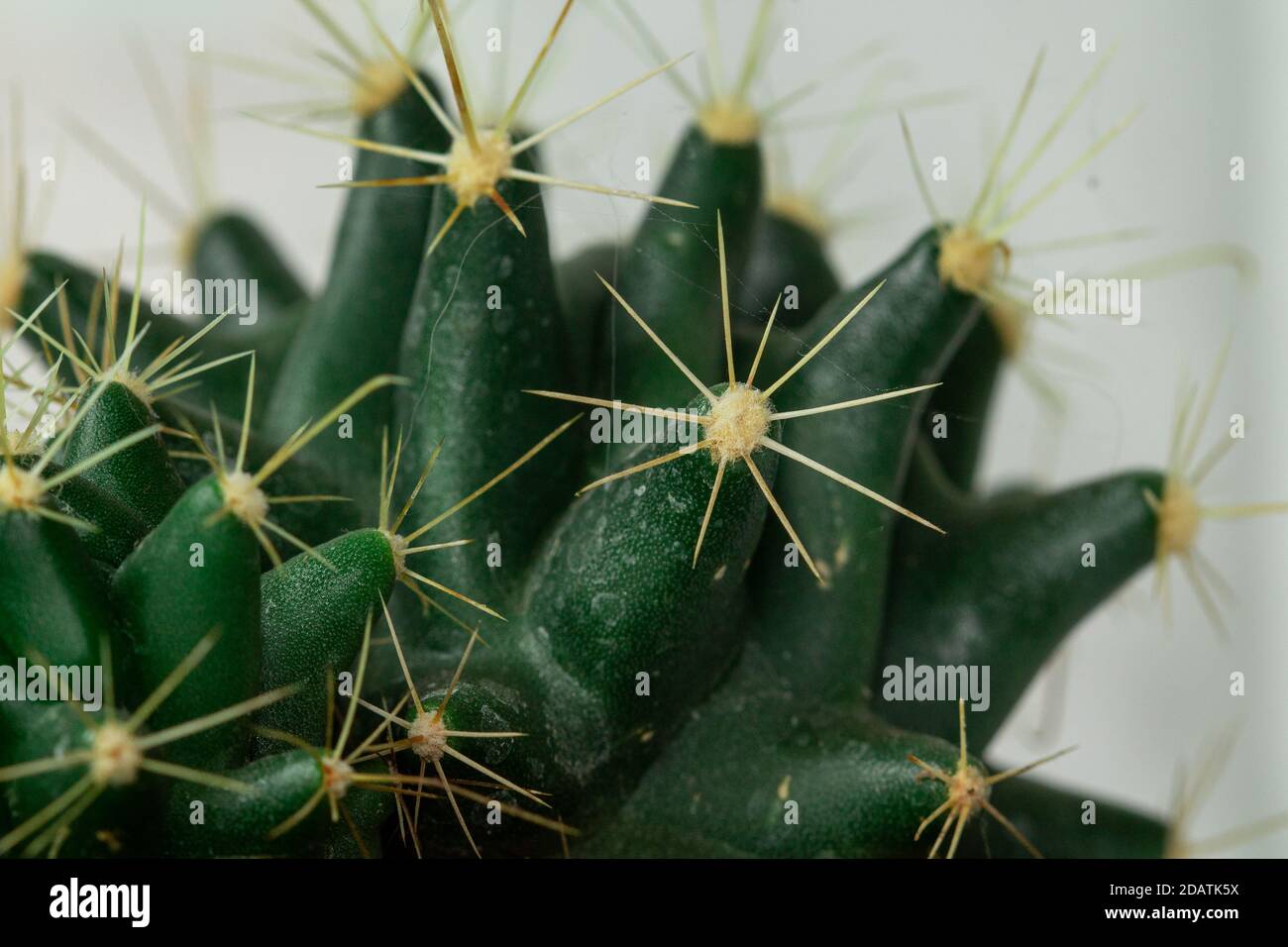 Close up of green cactus, cacti, prickly, macro photography Stock Photo