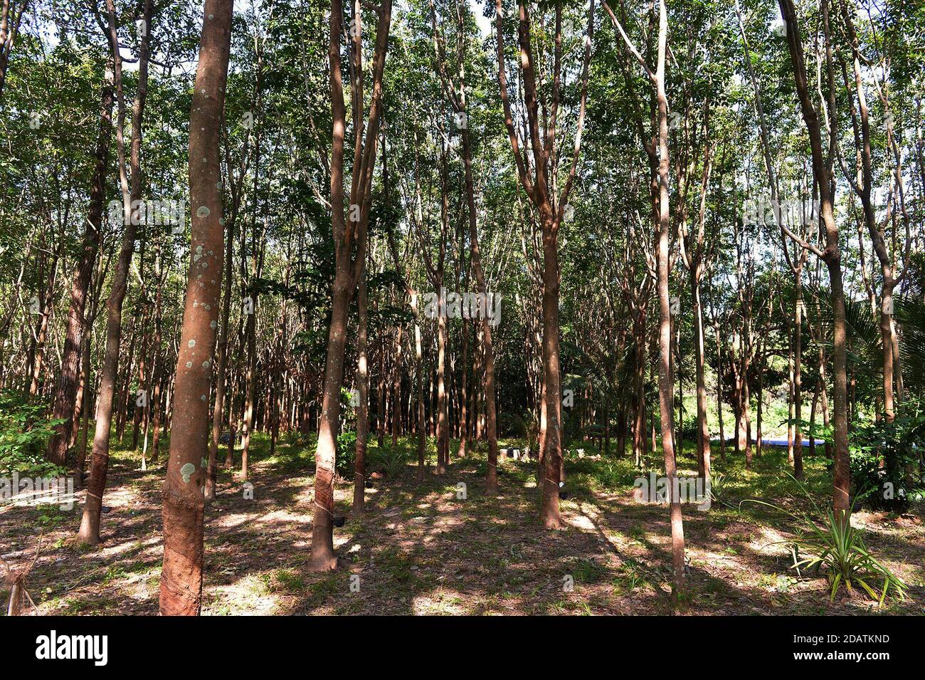 Domestic on sale rubber price