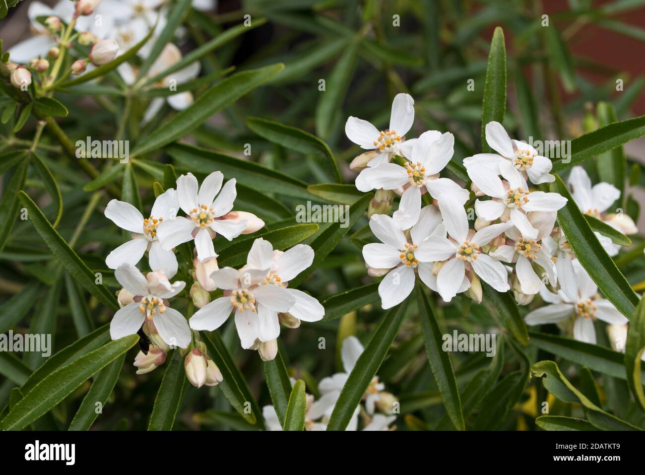 Choisya x dewitteana 'Aztec Pearl' Stock Photo