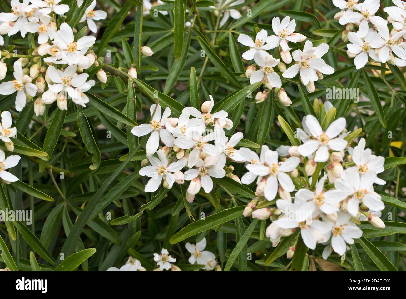 Choisya x dewitteana 'Aztec Pearl' Stock Photo