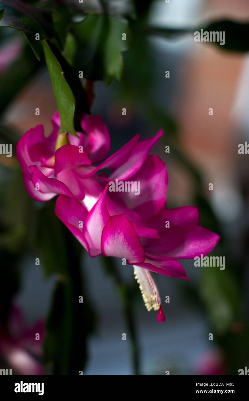 A popular indoor potted plant, the Christmas Cactus gives spectacular