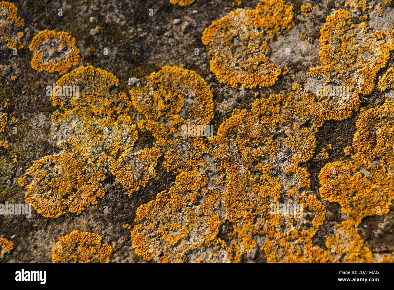 The common yellow lichen, Candelariella vitelline, grows on many surface types ranging from wood to rock and masonry. Ranging from a yellow to orange Stock Photo