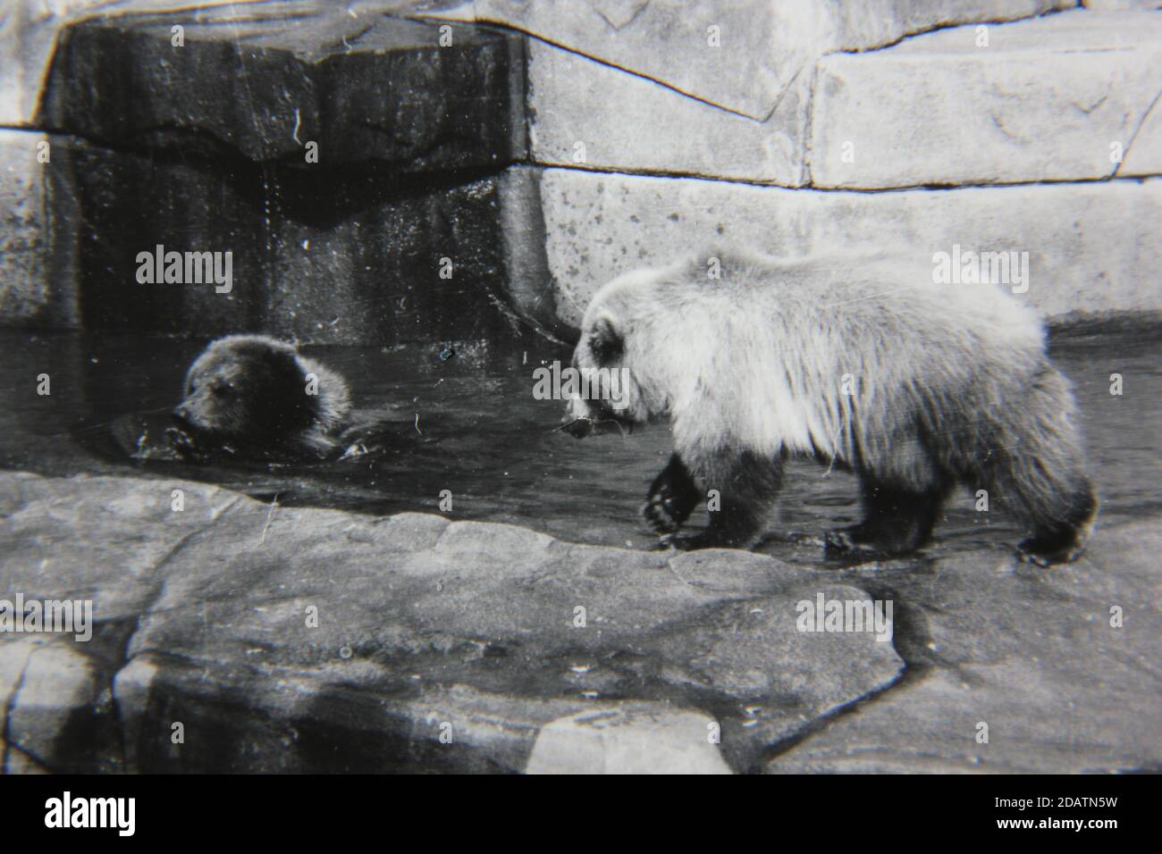 Fine 1970s vintage black and white photography of wild animals as seen in the zoo. Stock Photo