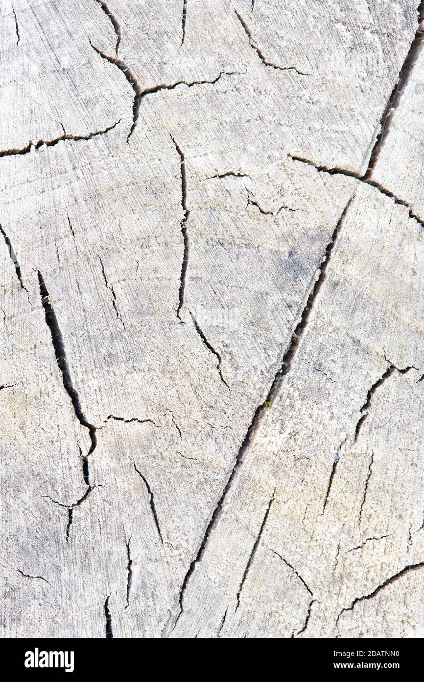 Texture of rough surface felled tree cracked weathered with annual ...