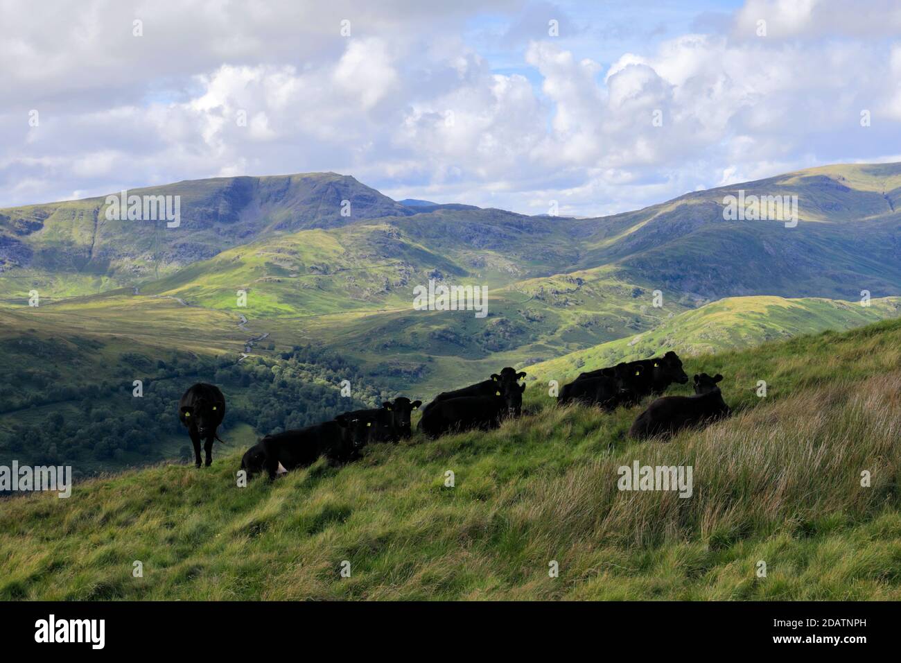 Cows on Sallows fell, Troutbeck valley, Kirkstone pass, Lake District National Park, Cumbria, England, UK Sallows fell is one of the 214 Wainwright fe Stock Photo