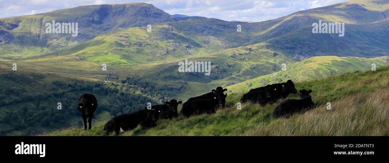 Cows on Sallows fell, Troutbeck valley, Kirkstone pass, Lake District National Park, Cumbria, England, UK Sallows fell is one of the 214 Wainwright fe Stock Photo