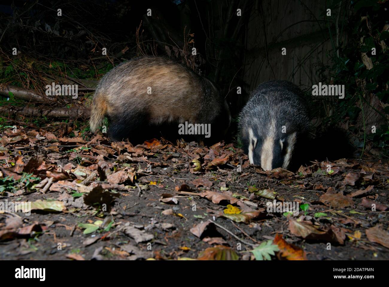 Two badgers foraging, one with head down a hole the other turned away Stock Photo