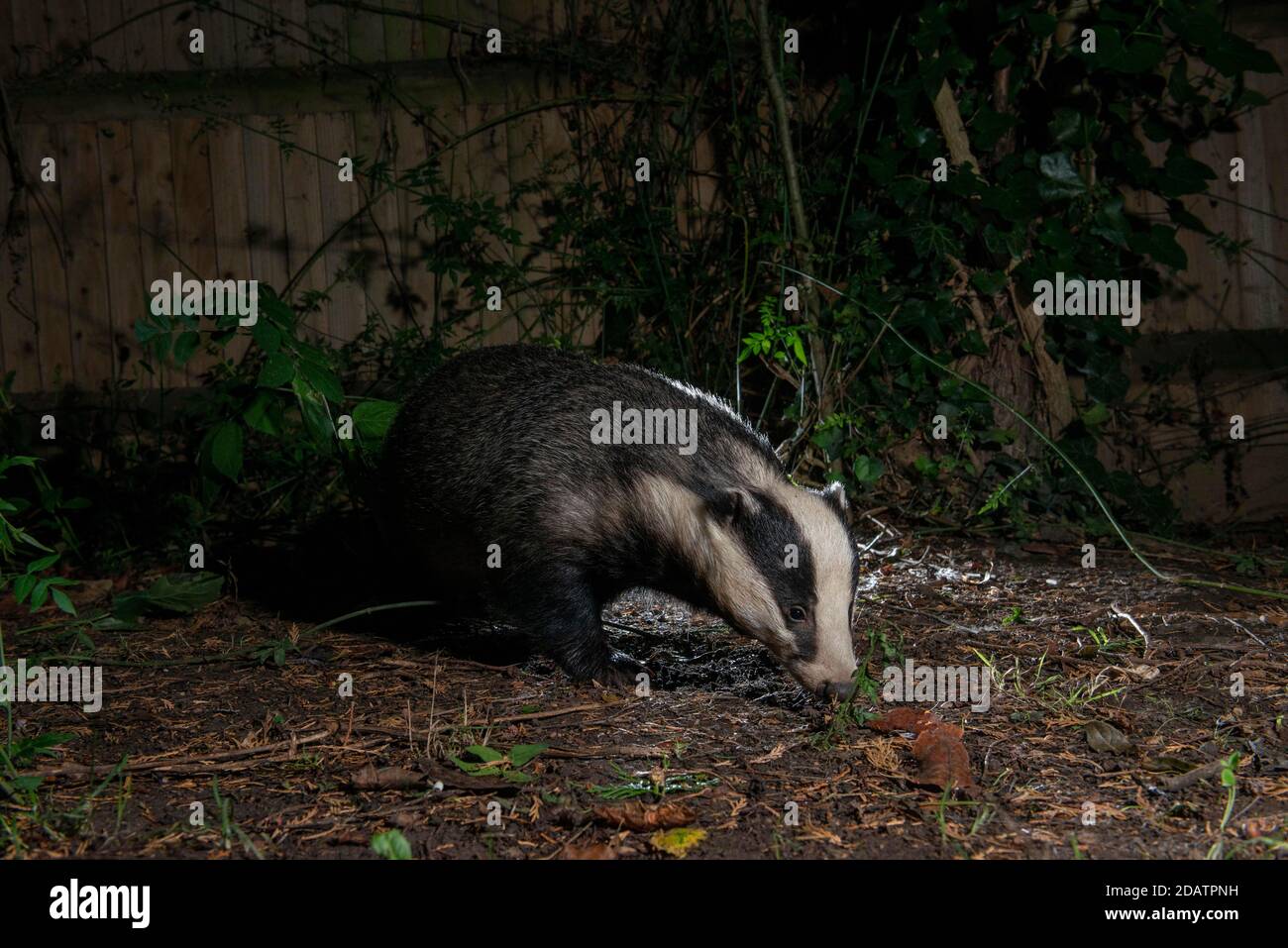 Badger at night foraging, head on the ground looking for food Stock Photo