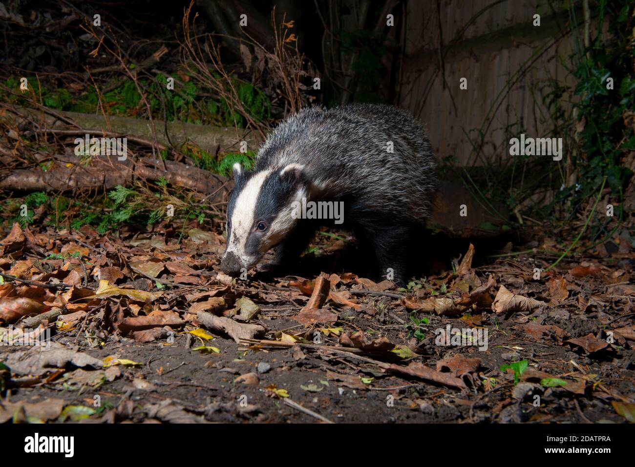 Badger at night foraging, head on the ground looking for food Stock Photo