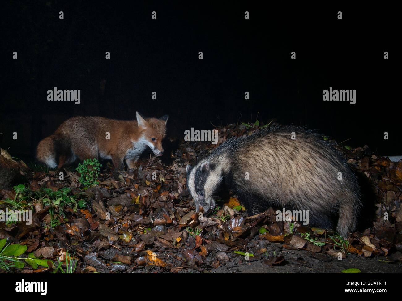 Fox and badger together searching amongst a pile of dead leaves Stock Photo