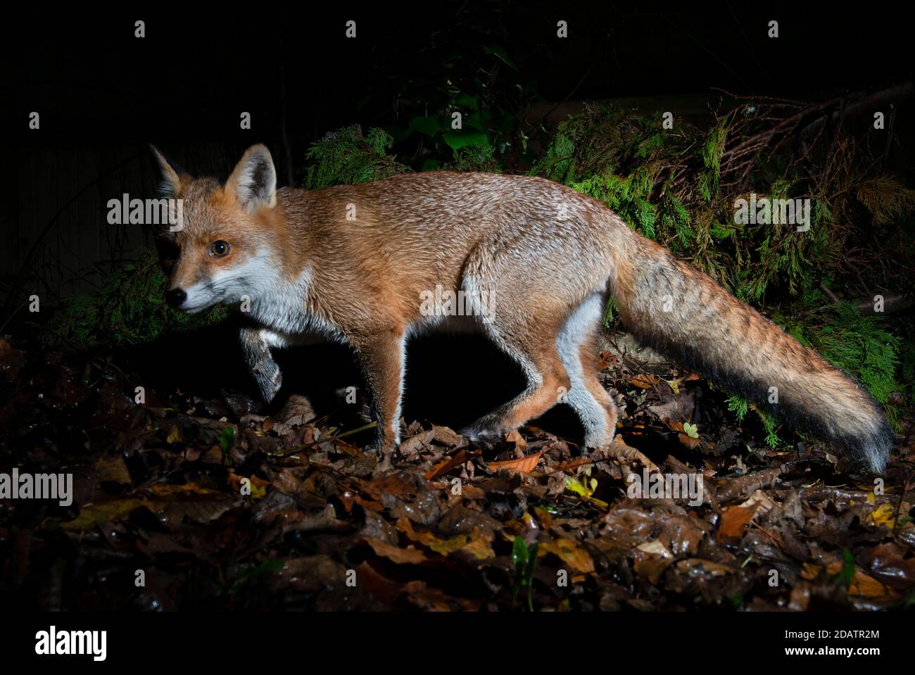 Fox at night hunting prey, body in  a stealthy stalking position with one front leg and one back leg poised and it's eyes fixed on the object of prey Stock Photo