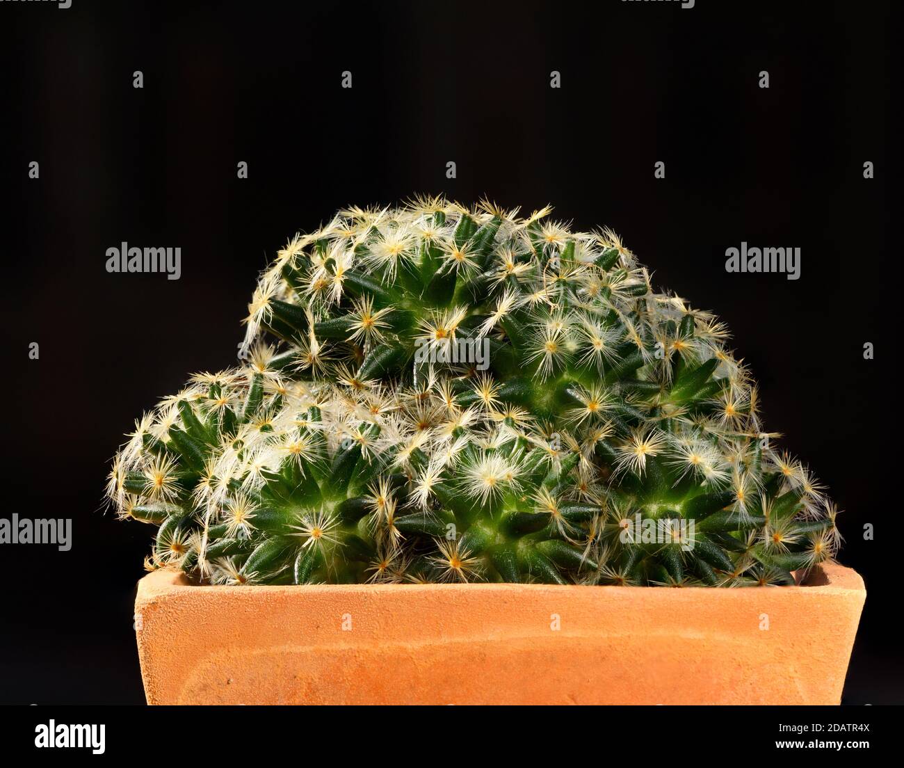 Beautiful Mammillaria spinosissima cactus in the pot on black background Stock Photo