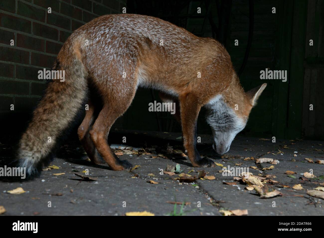 Fox at night in urban situation on patio next to the house brick wall Stock Photo