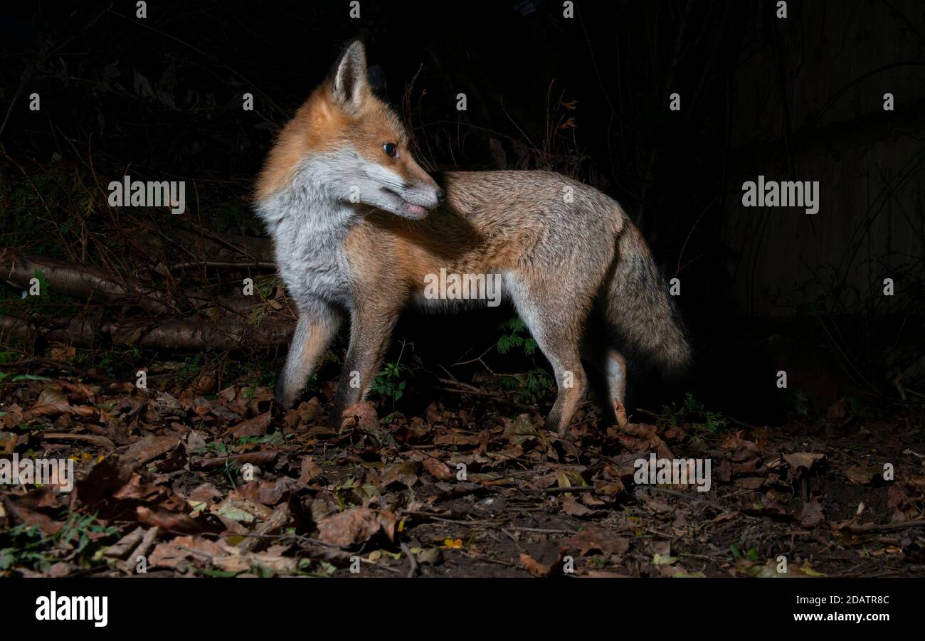 Fox at night hunting prey, body in  a stealthy stalking position with one front leg poised and it's eyes fixed on the object of prey Stock Photo