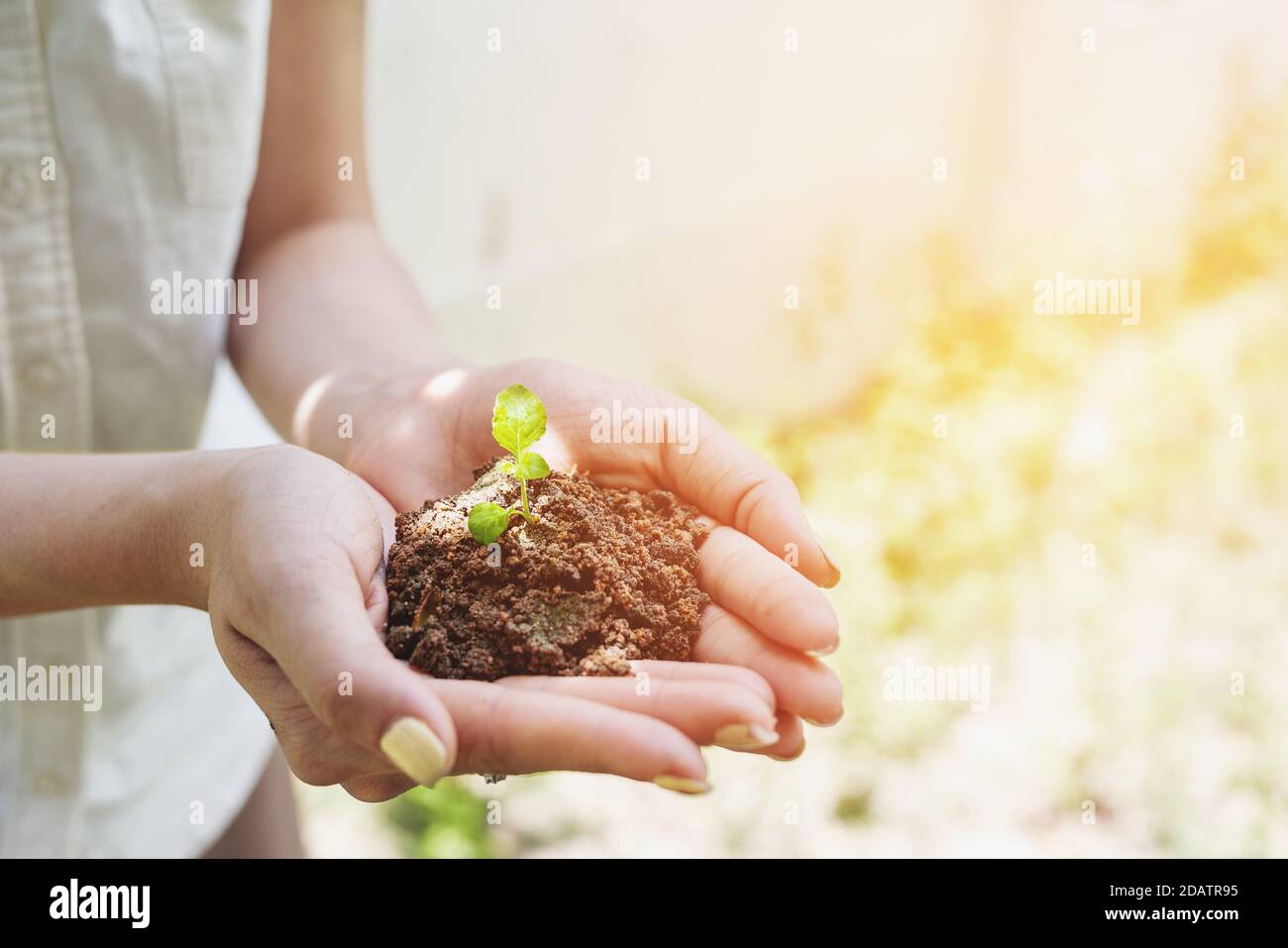 Hand holding growing tree, with bright sunlight Stock Photo