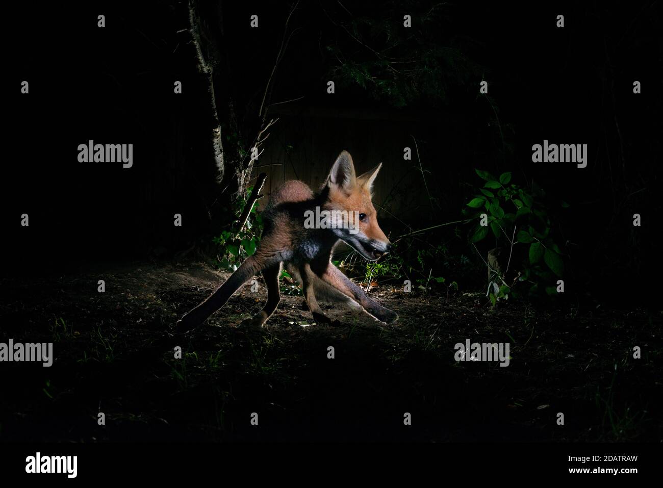 Fox at night standing in a patch of light in darkness surrounded by bushes with it's front legs spread wide apart and looking to the side Stock Photo