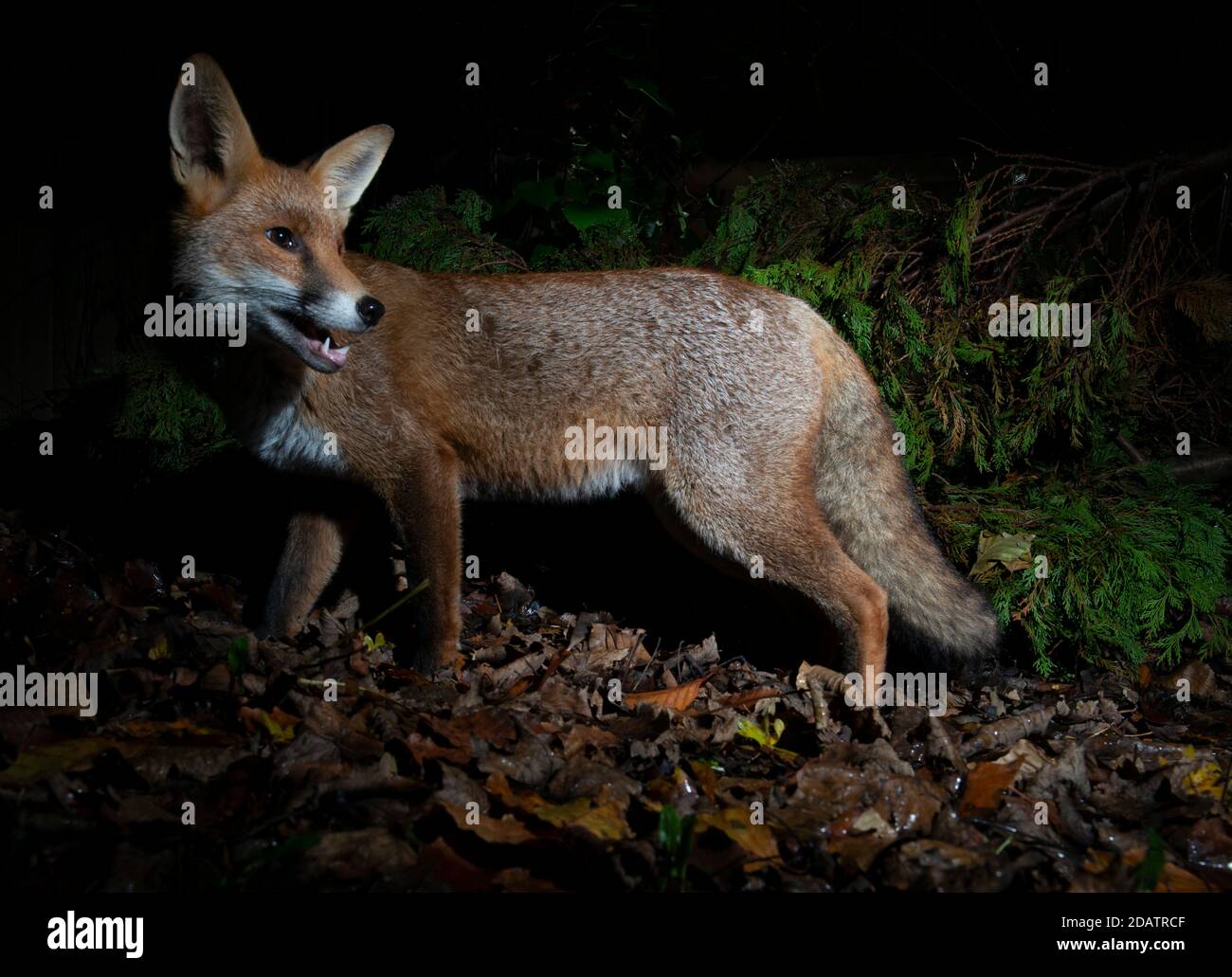 Fox at night standing looking behind him with mouth open a little and showing teeth. Standing in a patch of light on dead leaves and conifer behind Stock Photo