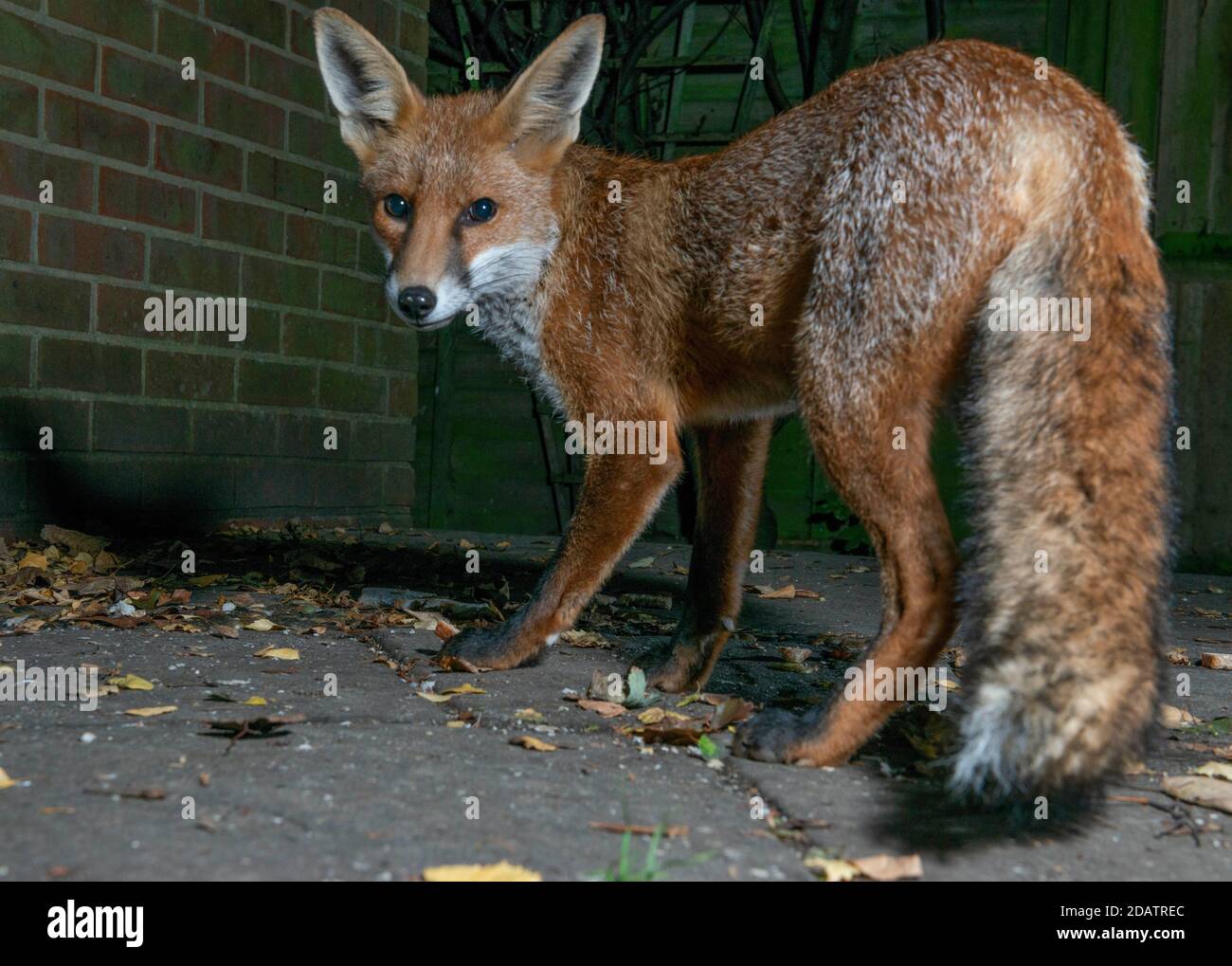 Fox at night in urban situation on patio next to the house brick wall Stock Photo