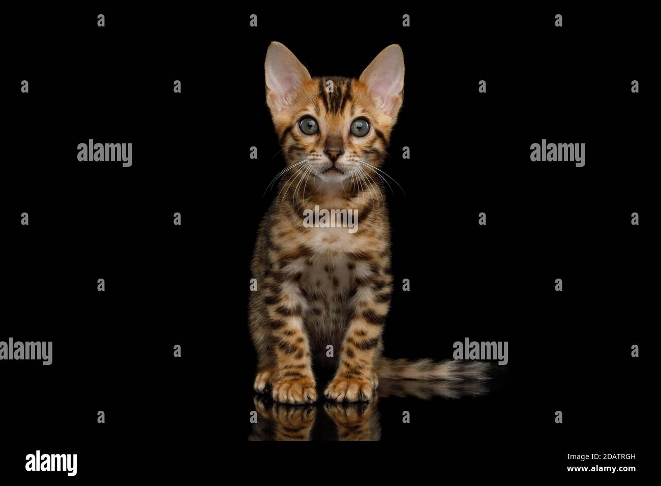 Bengal Kitten sitting on isolated Black Background and looking at camera Stock Photo