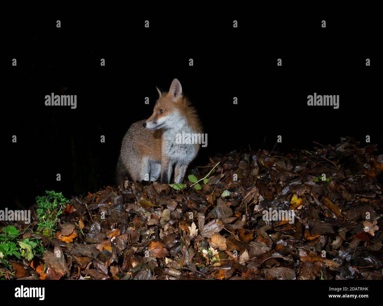 Fox at night standing in a patch of light in darkness surrounded by bushes with it's front legs spread wide apart and looking to the side Stock Photo
