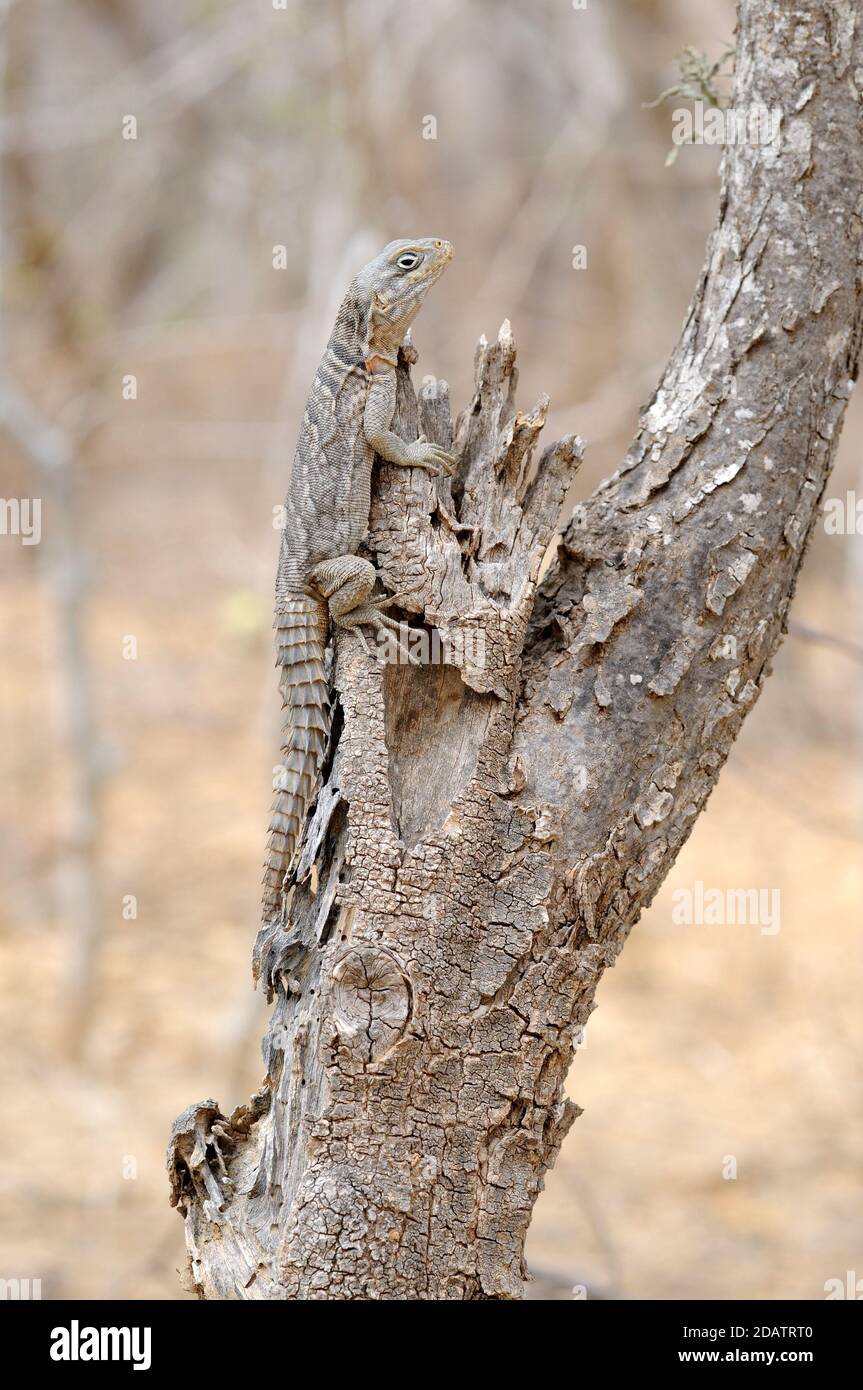 Madagascan collared iguana (Oplurus cuvieri) Stock Photo