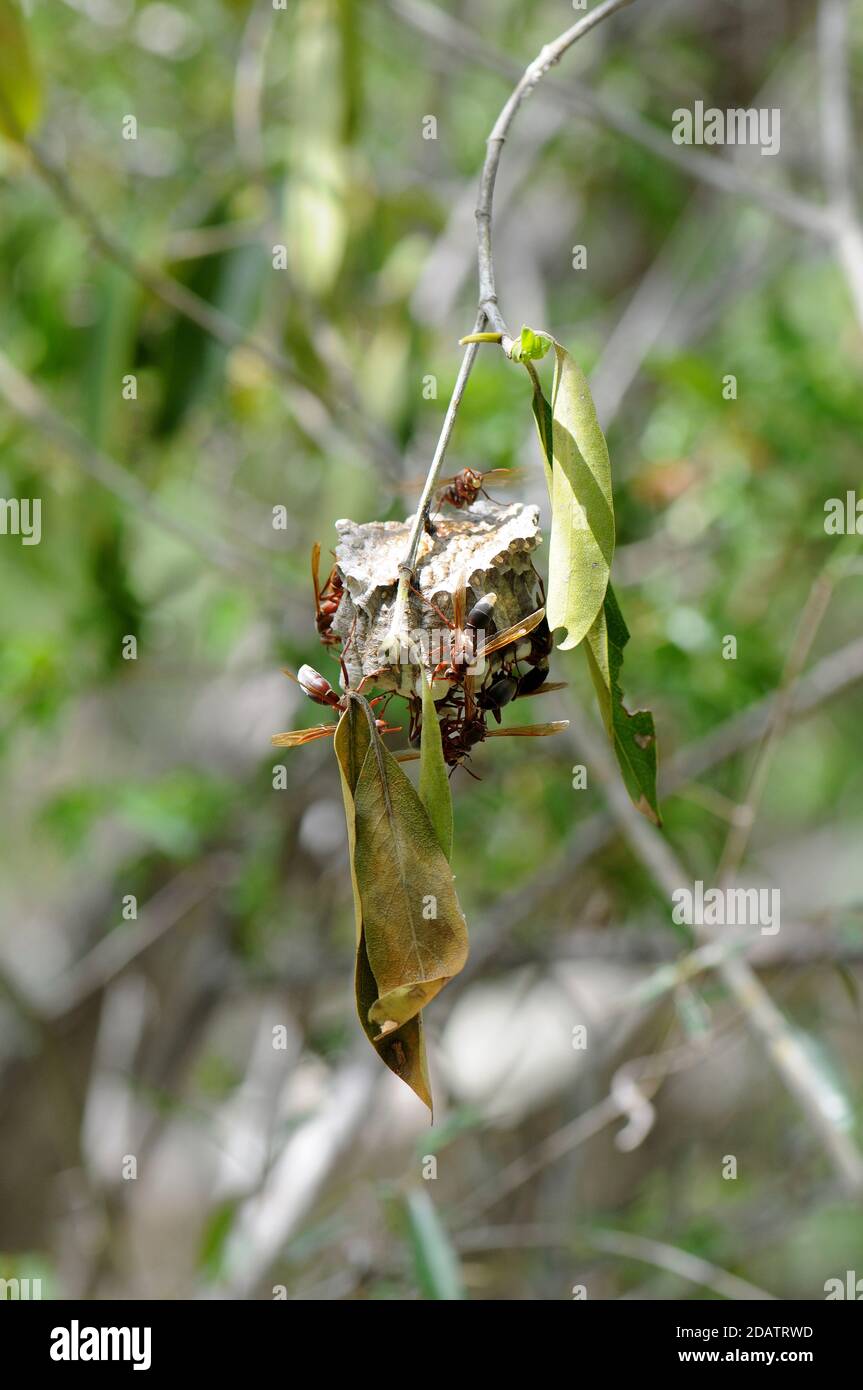 Umbrella paper wasps building a nest Stock Photo