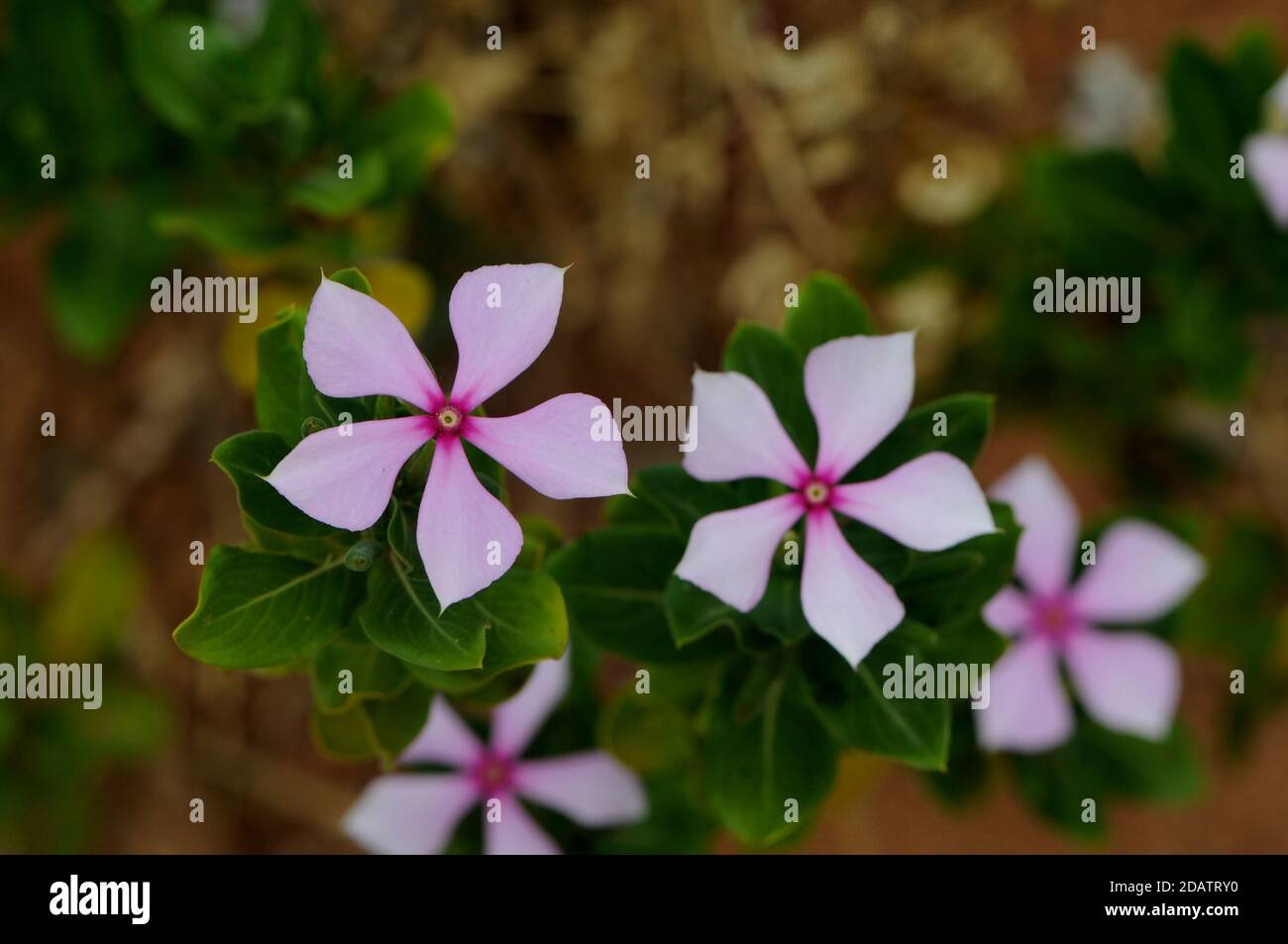 Madagascar periwinkle growing wild in Madagascar, alkaloids first