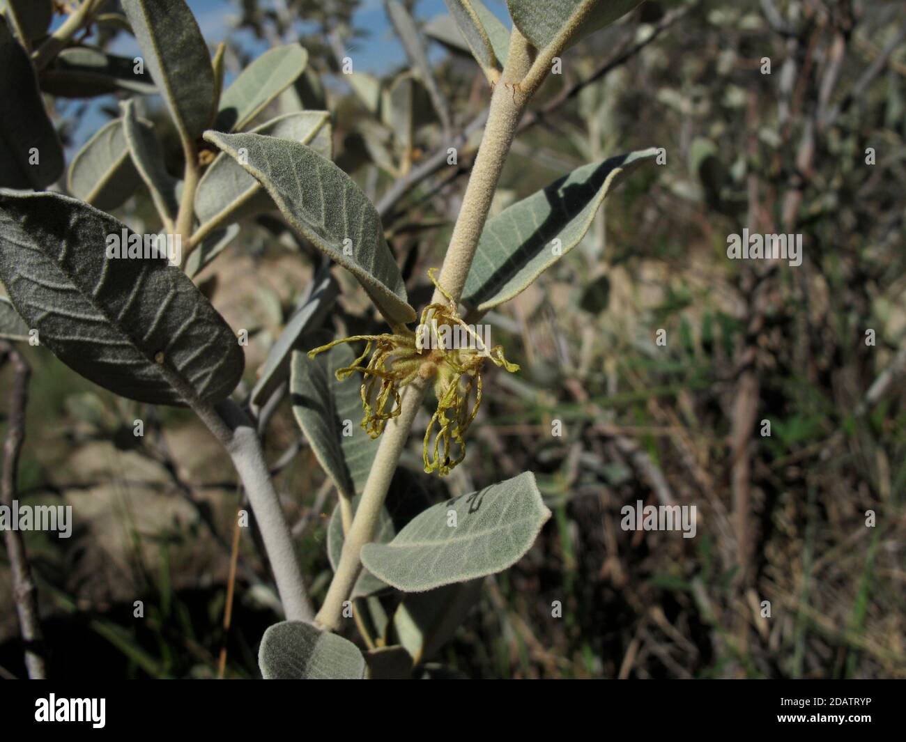 Pervillaea venanata a Madagascan endemic plant used as a medicine and in trial by ordeal Stock Photo