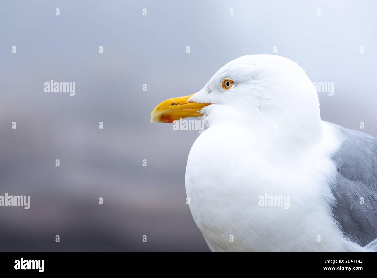 Herring gull at Schoodic Point in the Acadia National Park, Maine, UnitedStates Stock Photo Alamy