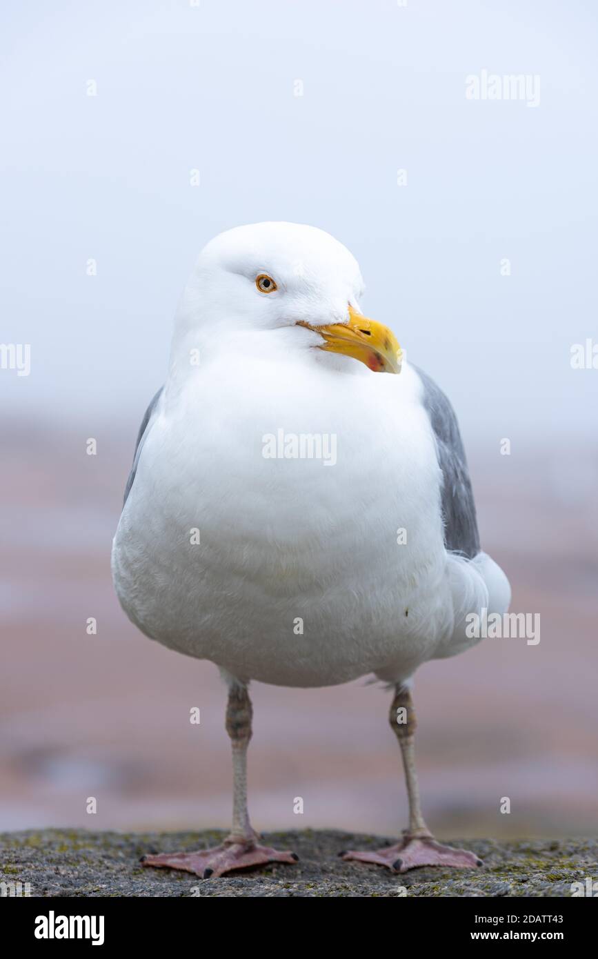 Herring gull at Schoodic Point in the Acadia National Park, Maine, UnitedStates Stock Photo Alamy