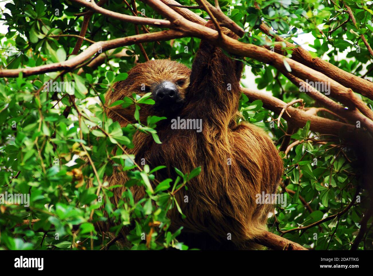 Linnaeuss two-toed sloth (Choloepus didactylus) also known as the southern two-toed sloth, unau or Linnes two-toed sloth, found in North South America Stock Photo