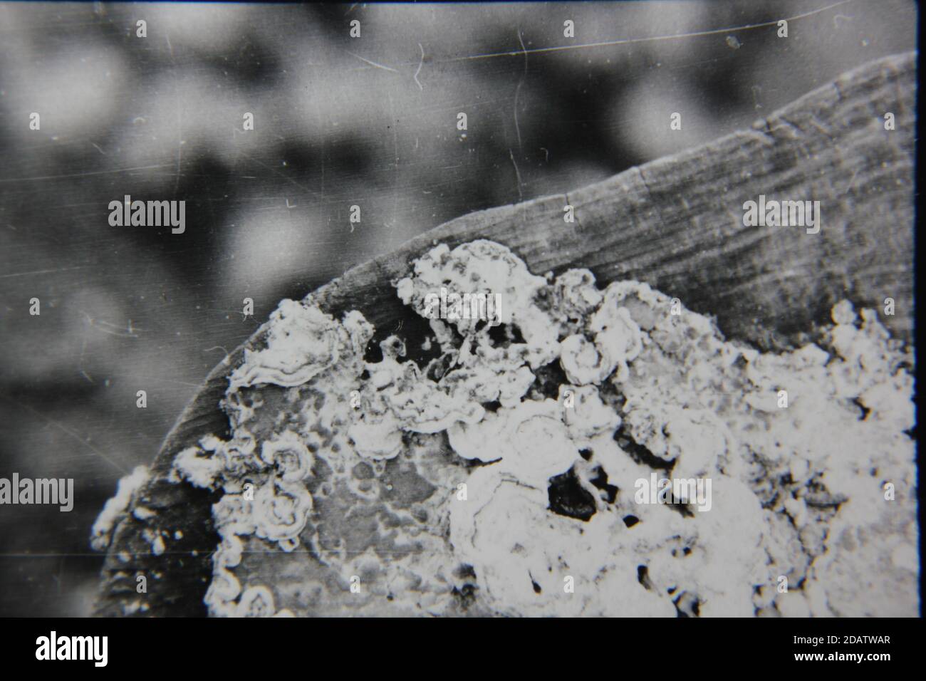 Fine 1970s vintage black and white photography of a closeup of nature ...