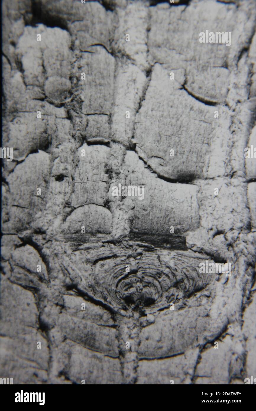 Fine 1970s vintage black and white photography of a closeup of nature ...
