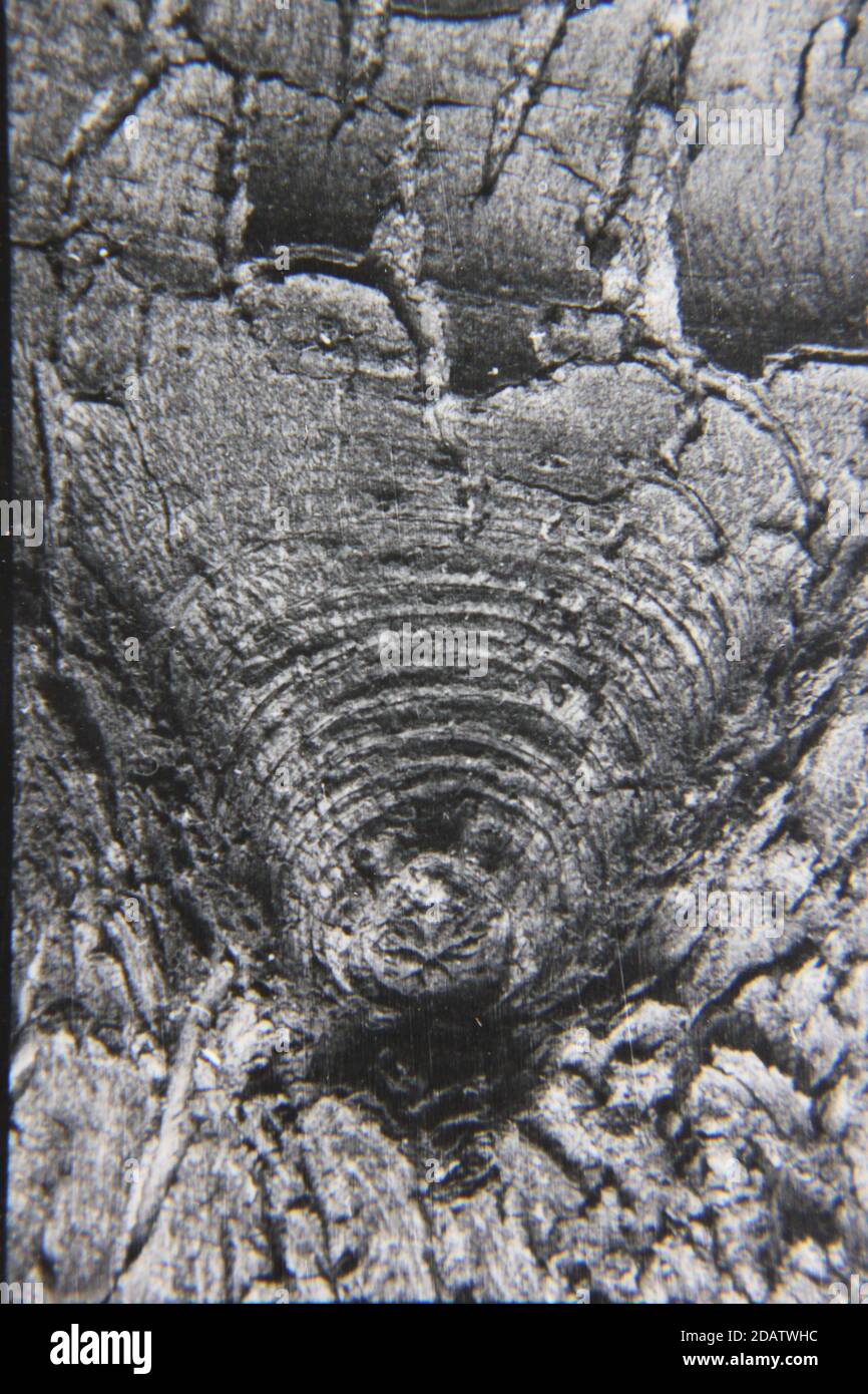 Fine 1970s vintage black and white photography of a closeup of nature ...