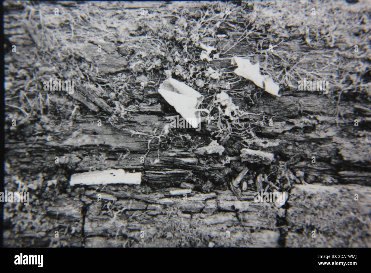 Fine 1970s vintage black and white photography of a closeup of nature ...
