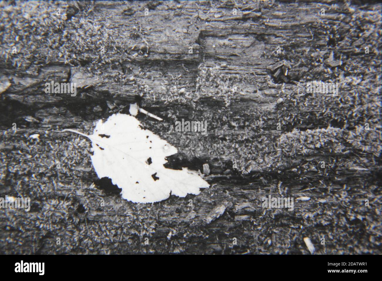 Fine 1970s vintage black and white photography of a closeup of nature ...