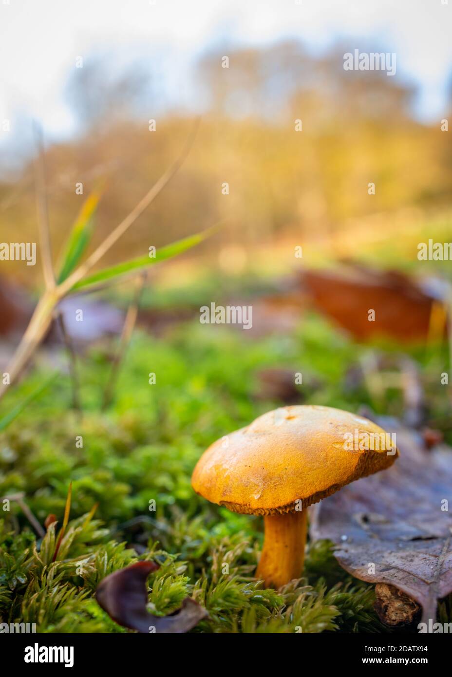 wild mushrooms of the autumn fall season macro photography Stock Photo