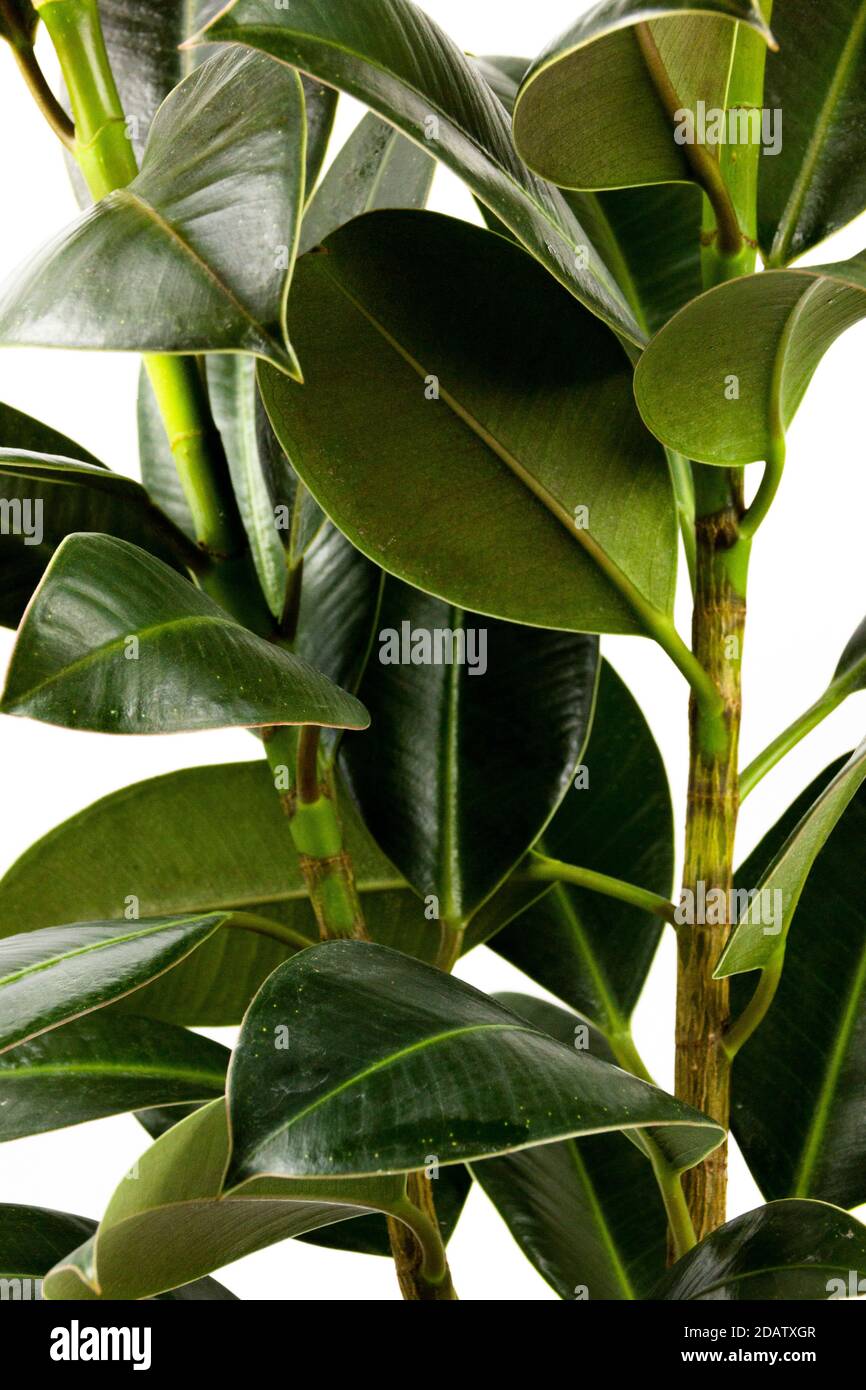 ficus leaves close up. Background for design postcard. ficus elastica, ficus microcarpa, rubber, weeping, banyan, climbing, sycamore ficus scared fidd Stock Photo