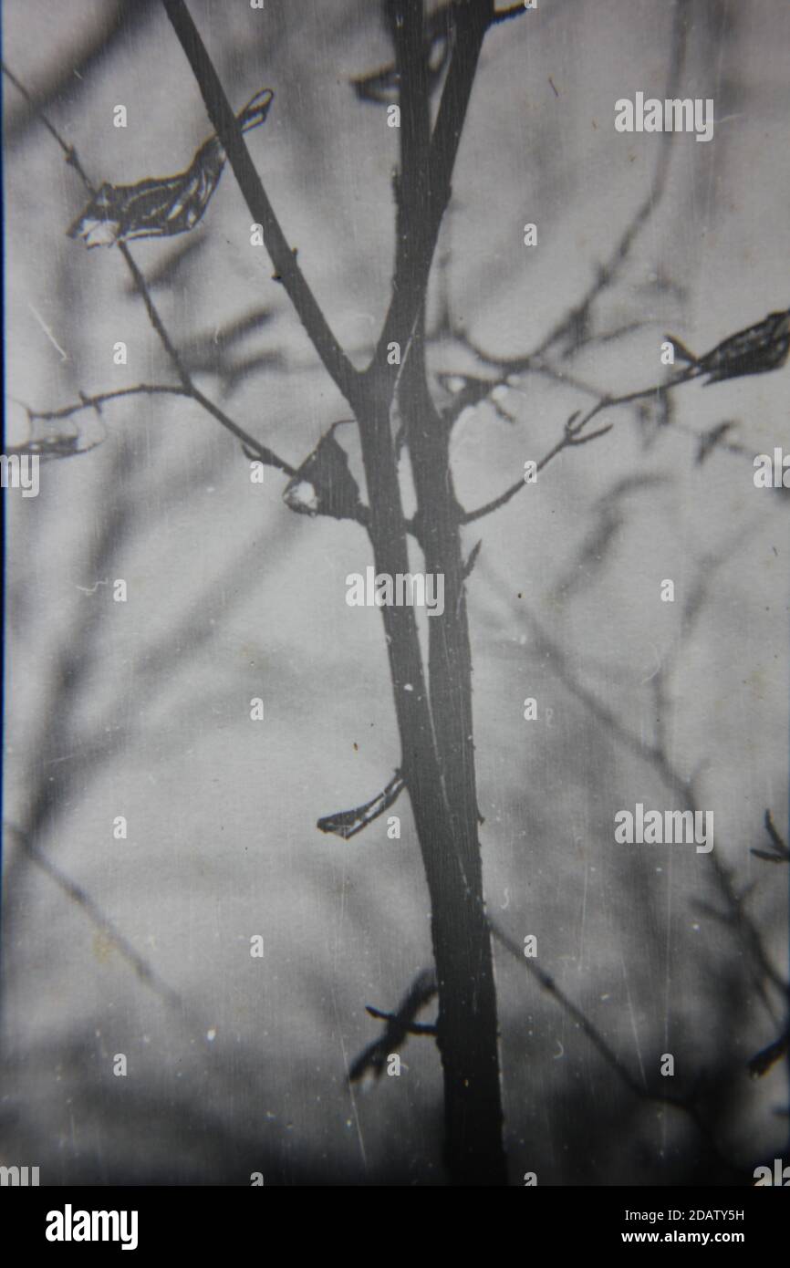 Fine 1970s vintage black and white photography of a closeup of nature ...