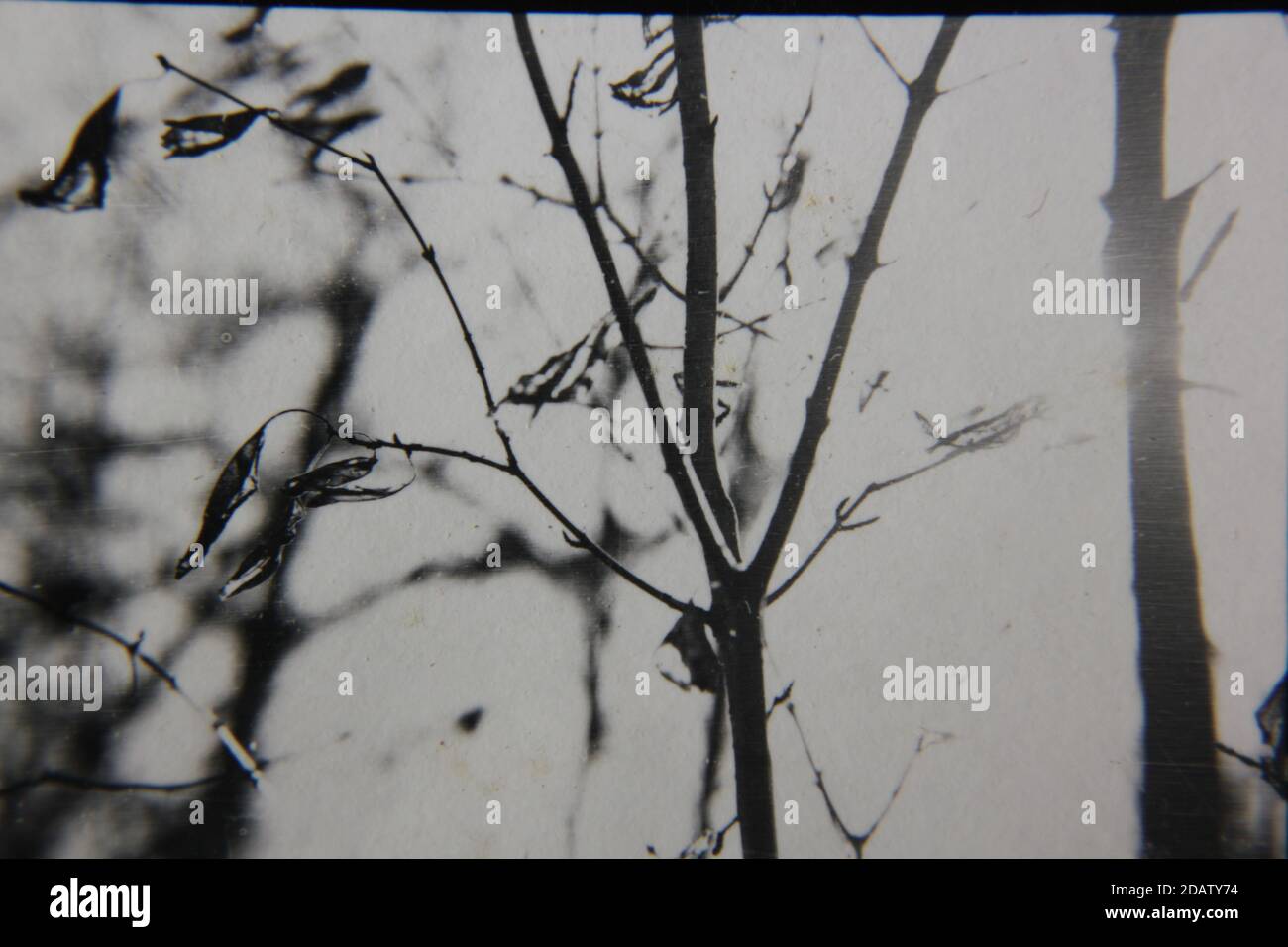 Fine 1970s vintage black and white photography of a closeup of nature ...