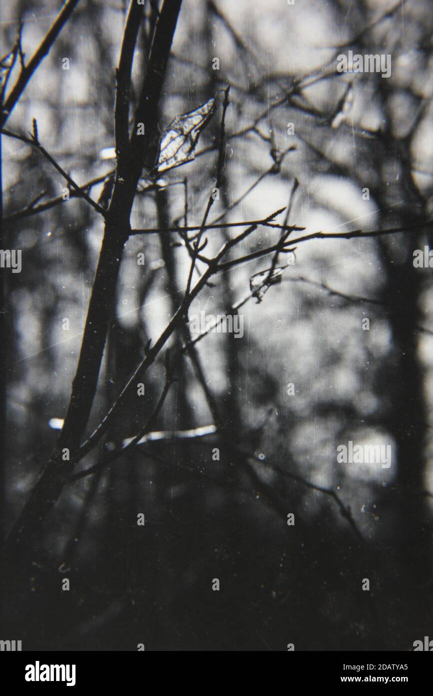 Fine 1970s vintage black and white photography of a closeup of nature ...
