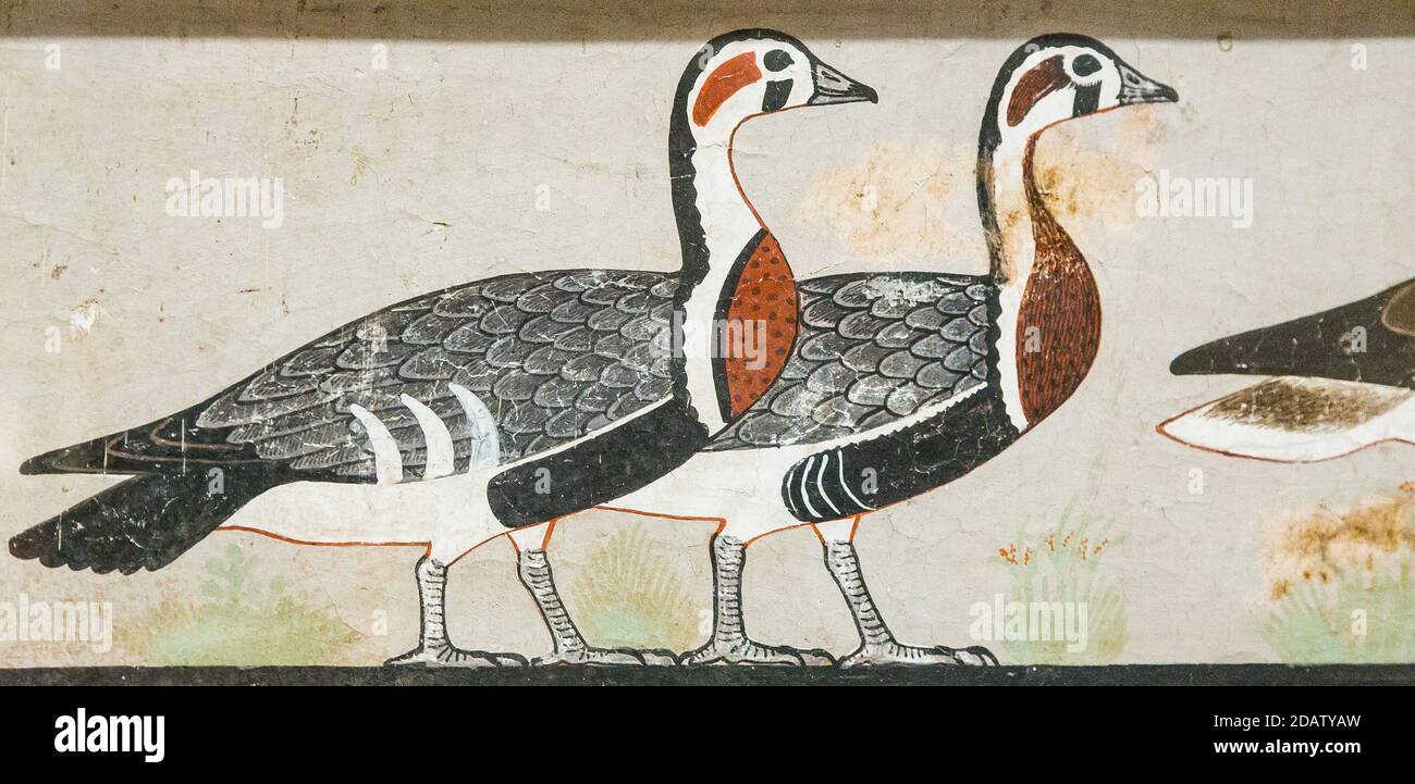 Egypt, Cairo, Egyptian Museum, from the tomb of Nefermaat, Maidum : Part of a wall painting, very famously called the Meidum geese. Stock Photo