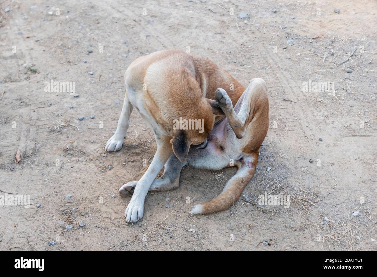 A stray dog is scratcing its neck while sitting on the dirty ground. Stock Photo
