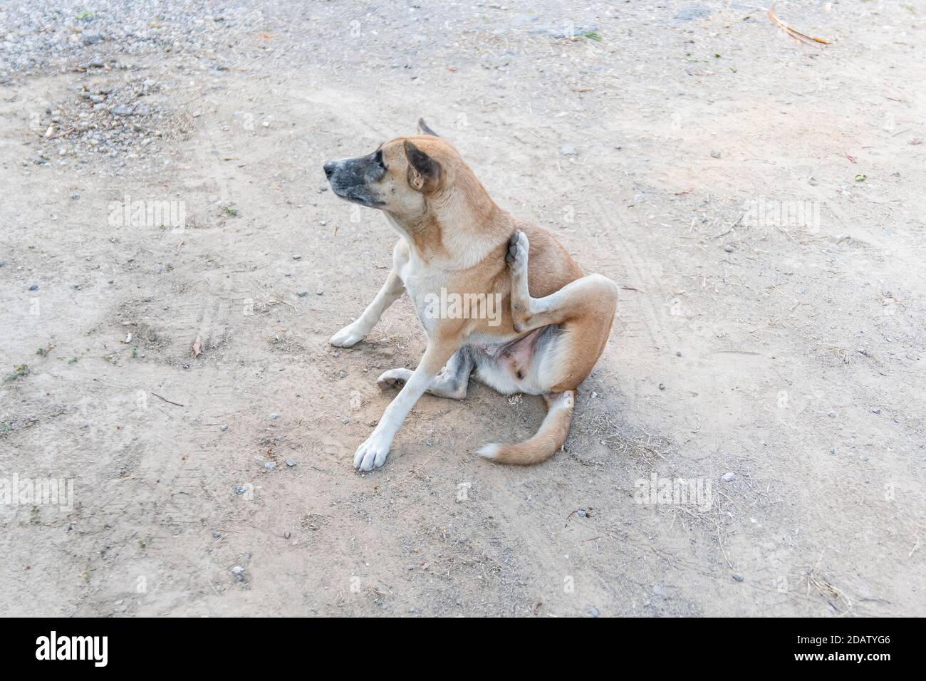 A stray dog is scratcing its neck while sitting on the dirty ground. Stock Photo