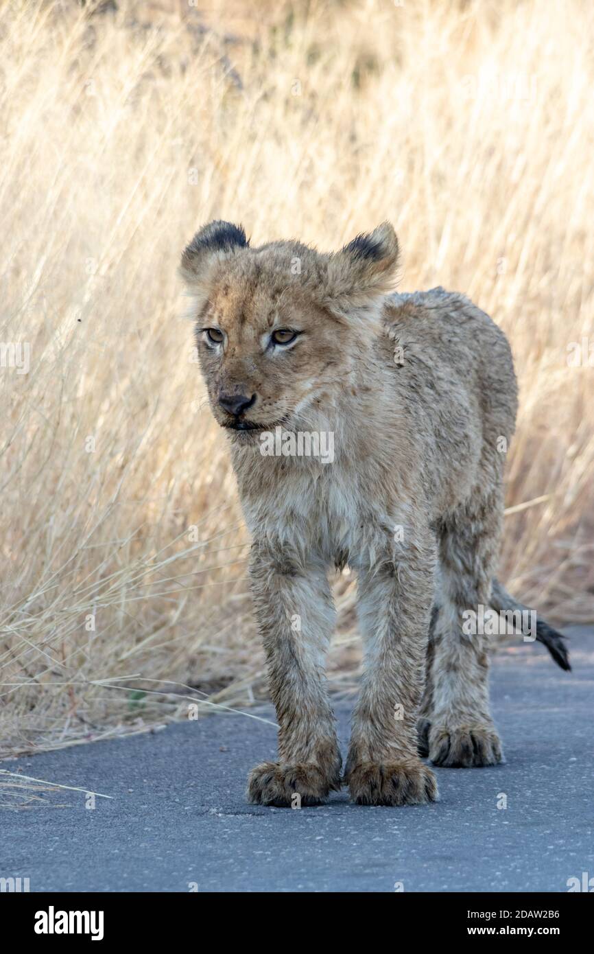 Lions in the Kruger Park Stock Photo