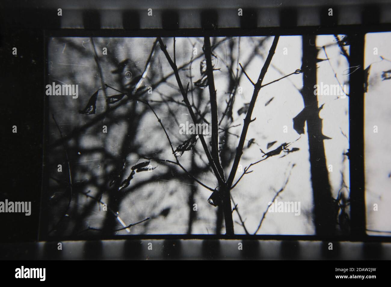 Fine 1970s vintage black and white photography of a closeup of nature ...